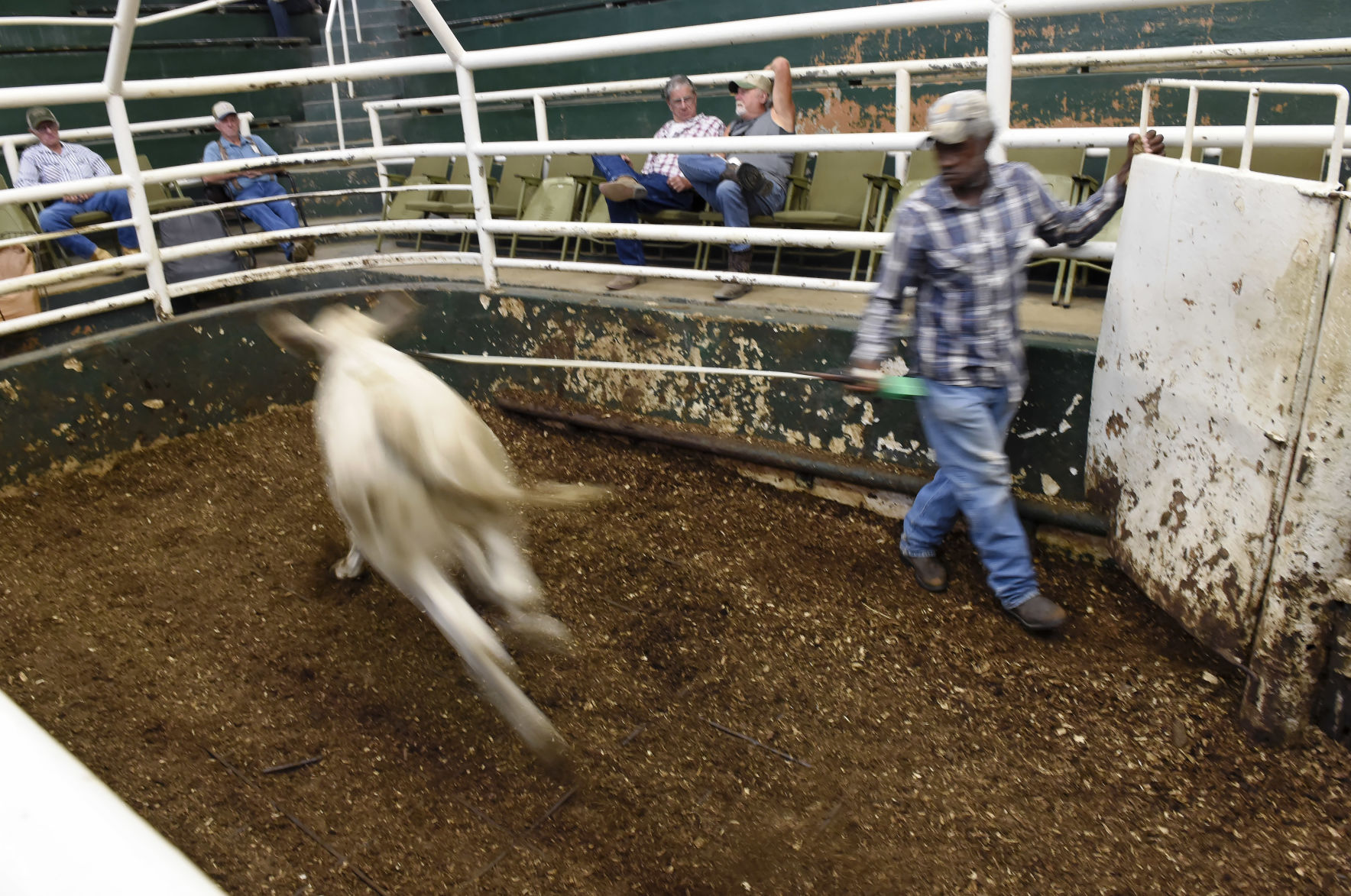 BR.wildstockyard0213.adv bf.jpg